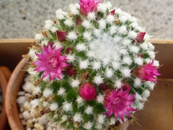 Mammillaria polythele