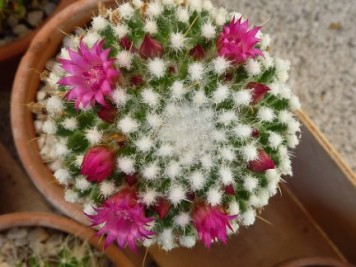 Mammillaria polythele