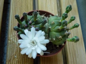 Gymnocalycium bicephale damsii sp