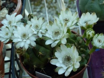 Gymnocalycium bicephale damsii sp