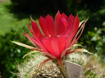 Echinopsis arachnacantha