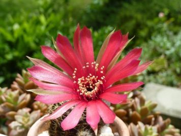 Echinopsis arachnacantha