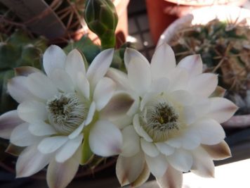 Gymnocalycium bicephale damsii sp