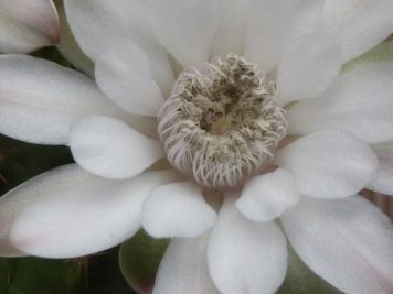 Gymnocalycium bicephale damsii sp