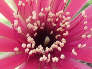 Echinopsis arachnacantha