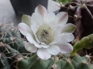 2018-09-13 Gymnocalycium bicephale damsii sp