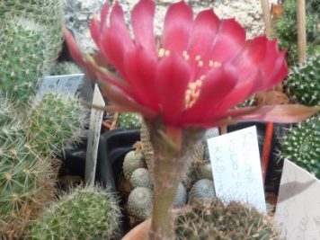 Echinopsis arachnacantha