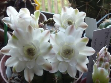 Gymnocalycium bicephale damsii blanc sp