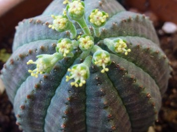 Euphorbia obesa