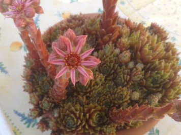 Sempervivum fleur