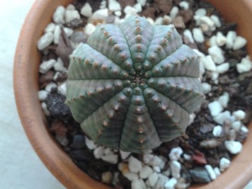 Euphorbia obesa