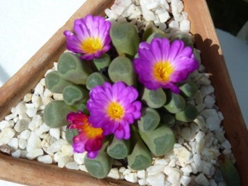 Frithia pulchra