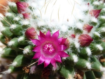 Mammillaria polythele