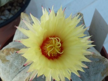 Astrophytum coahuilense