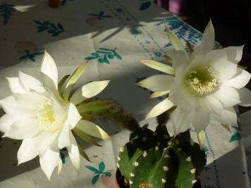 Echinopsis subdenudata