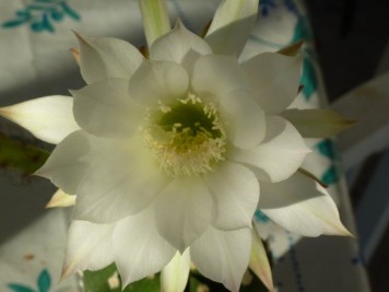 Echinopsis subdenudata