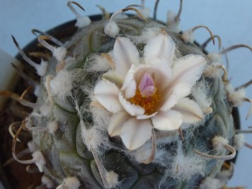 Turbinicarpus Schmiedickeanus v polaskii