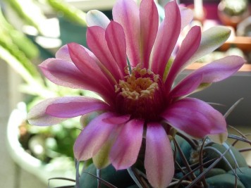 Gymnocalycium oenanthemum