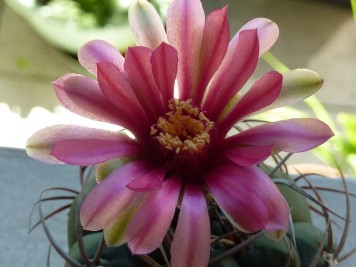 Gymnocalycium oenanthemum