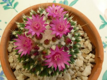 Mammillaria polythele