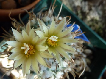 turbinicarpus flaviflorus