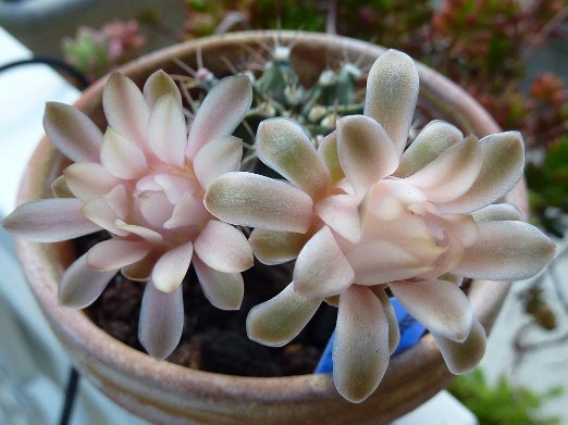 Gymnocalycium mihanovichii 1