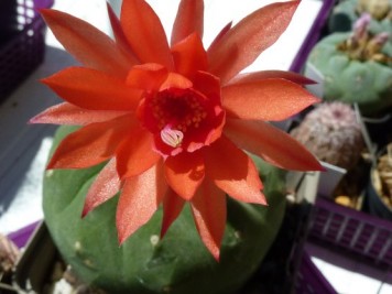 Matucana madisoniorum