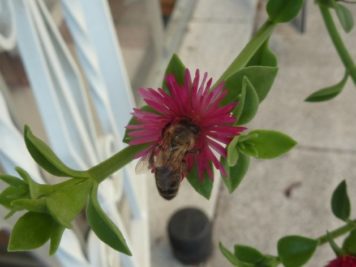 Aptenia cordifolia