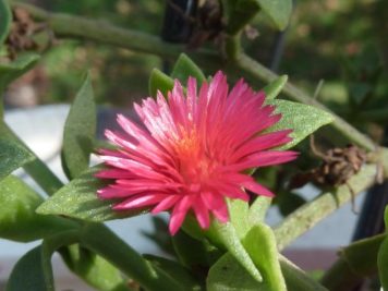 Aptenia cordifolia