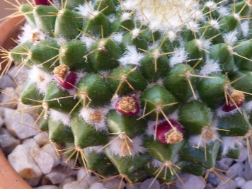 mammillaria marksiana