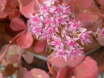 Sedum sieboldii