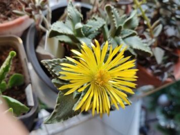 Faucaria