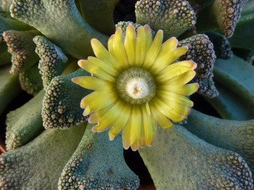 Titanopsis calcarea