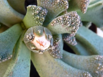 Titanopsis calcarea