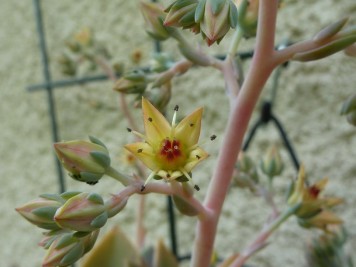 graptoveria jeremie