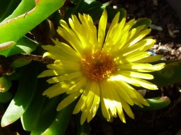 glottiphyllum longum