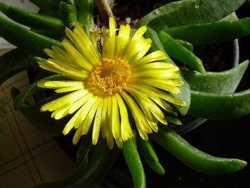 Glottiphyllum Longum