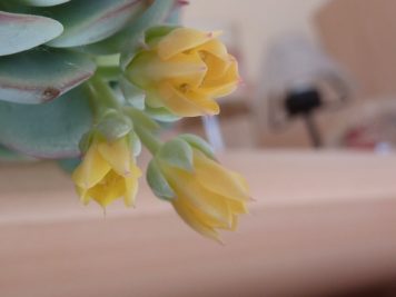 2019-02-17 echeveria derenbergii