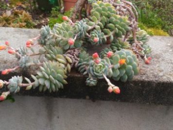 Echeveria derenbergii