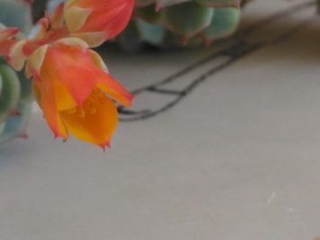 Echeveria derenbergii