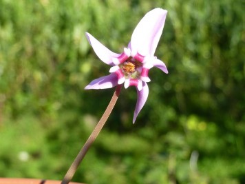 Cyclamen hederifolium