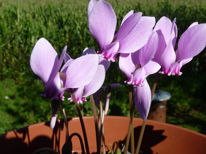 Cyclamen hederifolium