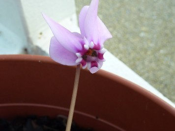 Cyclamen hederifolium