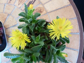 Faucaria sp