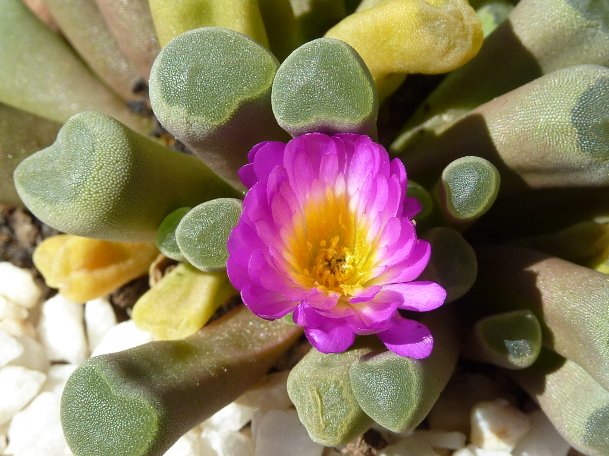 Frithia pulchra