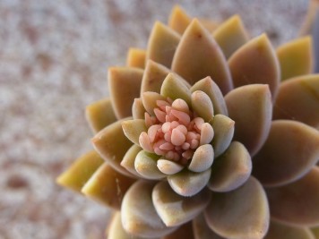 Graptoveria jeremie