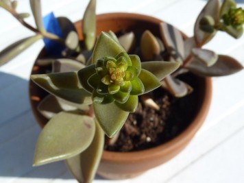 Lenophyllum reflexum