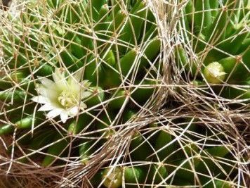 Mammillaria decipiens ssp camptotricha