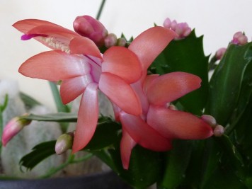 Schlumbergera