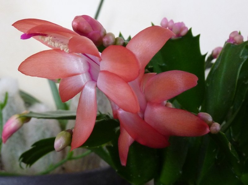 Schlumbergera